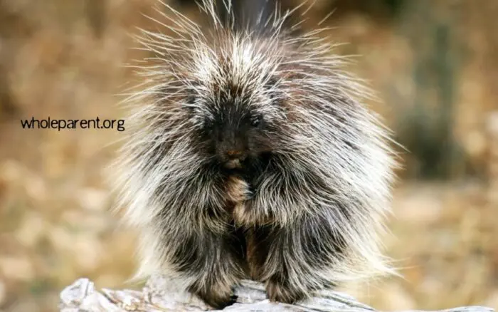 becoming a porcupine in my marriage